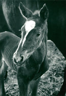 Animals - Vintage Photograph