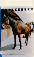 Animals - Vintage Photograph