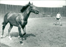 Animals - Vintage Photograph