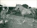 Animals - Vintage Photograph