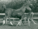 Animals - Vintage Photograph