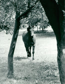 Animals - Vintage Photograph