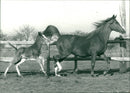 Animals - Vintage Photograph