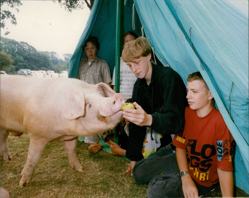 Animals: Pigs - Vintage Photograph