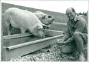 Animals: Pigs - Vintage Photograph