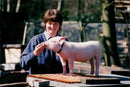 Animals: Pigs - Vintage Photograph