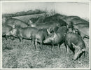 Animals: Pigs - Vintage Photograph