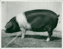 Animals: Pigs - Vintage Photograph