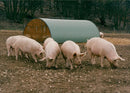 Animals: Pigs - Vintage Photograph