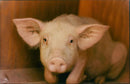 Animals: Pigs - Vintage Photograph