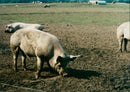 Animals: Pigs - Vintage Photograph