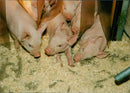 Animals: Pigs - Vintage Photograph