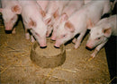 Animals: Pigs - Vintage Photograph