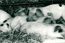 Animals: Pigs - Vintage Photograph