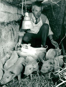 Animals: Pigs - Vintage Photograph