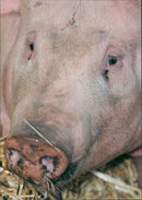 Animals: Pigs - Vintage Photograph