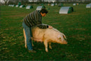 Animals: Pigs - Vintage Photograph