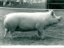 Animals: Pigs - Vintage Photograph