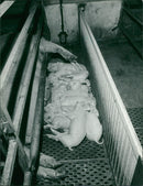 Animals: Pigs - Vintage Photograph