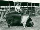 Animals: Pigs - Vintage Photograph