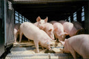 Animals: Pigs - Vintage Photograph