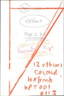 Animals: Pigs - Vintage Photograph