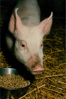 Animals: Pigs - Vintage Photograph