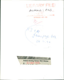 Animals: Pigs - Vintage Photograph