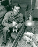 Animals: Pigs - Vintage Photograph