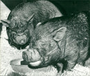 Animals: Pigs - Vintage Photograph