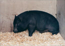 Animals: Pigs - Vintage Photograph