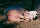 Animals: Pigs - Vintage Photograph