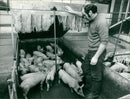 Animals: Pigs - Vintage Photograph