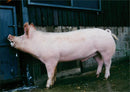 Animals: Pigs - Vintage Photograph