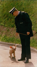 Animals: Pigs - Vintage Photograph