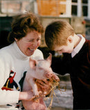 Animals: Pigs - Vintage Photograph
