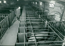 Animals: Pigs - Vintage Photograph