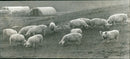 Animals: Pigs - Vintage Photograph
