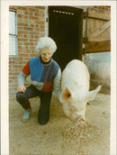 Animals: Pigs - Vintage Photograph