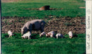 Animals: Pigs - Vintage Photograph