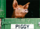 Animals: Pigs - Vintage Photograph