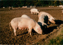 Animals: Pigs - Vintage Photograph