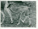ANIMALS : G - Vintage Photograph