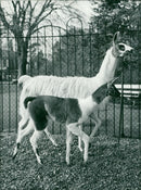 ANIMALS : G - Vintage Photograph