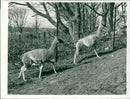 ANIMALS : G - Vintage Photograph