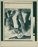 ANIMALS : G - Vintage Photograph