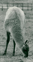 ANIMALS : G - Vintage Photograph