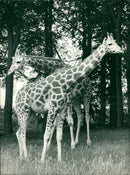 ANIMALS : G - Vintage Photograph