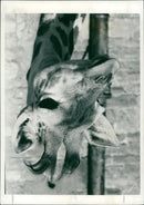 ANIMALS : G - Vintage Photograph