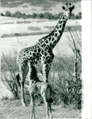 ANIMALS : G - Vintage Photograph